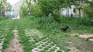 IMG_1664 - closca neagra cu 3 pui din 5