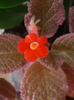 episcia