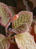 episcia