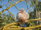 IMG_5092 - pui de turturica in pom