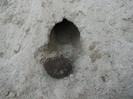 IMG_2922 - testam ariciul ramas in  cusca daca intra in gaura de nisip