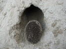 IMG_2925 - testam ariciul ramas in  cusca daca intra in gaura de nisip