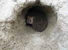 IMG_2928 - testam ariciul ramas in  cusca daca intra in gaura de nisip