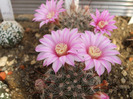 DSCF7069