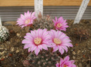 DSCF7090