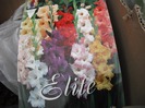 Gladiole - mix