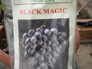 Black Magic