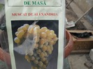 Muscat de Alexandria