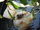 IMG_1777 - broscute
