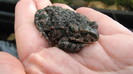 IMG_5086 - broasca crescuta din mormolocii nostrii