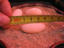 IMG_8478 - oua de broasca testoasa - aproximativ 3,5 cm lungime