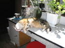 IMG_3909 - pisic cu capu-n jos