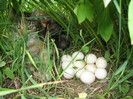 IMG_6748 - pisic pazea ouale