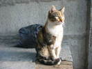 Picture 354 - pisicuta mitic