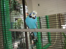 IMG_8950 - papagalul standard turcoaz