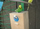IMG_8979 - papagalii