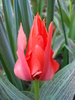 Tulipa Red Riding Hood (2010, April 18)