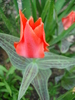Tulipa Red Riding Hood (2010, April 18)