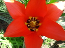 Tulipa Red Riding Hood (2010, April 18)