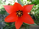 Tulipa Red Riding Hood (2010, April 18)