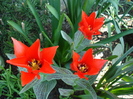 Tulipa Red Riding Hood (2010, April 21)