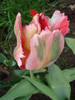 Tulipa Fantasy Parrot (2009, April 26)