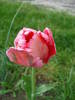 Tulipa Fantasy Parrot (2009, April 26)