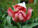 Tulipa Fantasy Parrot (2009, April 26)