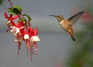 pasarea colibri