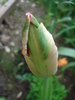 Tulipa Fantasy Parrot (2010, April 24)