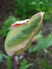 Tulipa Fantasy Parrot (2010, April 24)