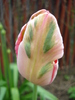 Tulipa Fantasy Parrot (2010, April 25)