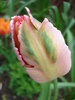 Tulipa Fantasy Parrot (2010, April 25)