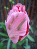 Tulipa Fantasy Parrot (2010, April 28)