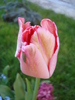 Tulipa Fantasy Parrot (2010, April 28)