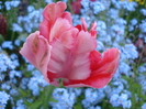 Tulipa Fantasy Parrot (2010, April 30)