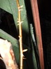 DSCN4286
