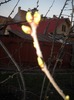 DSCN4287