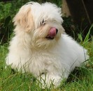 Coton_de_tulear_Lucy_small