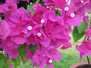 IMG_0141 - flori - bougainvillea