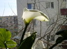 martie 002