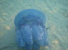 IMG_0218 - meduza albastra gigant