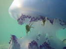 IMG_0232 - meduza atacata de crabi