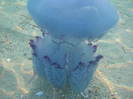 IMG_0234 - meduza albastra gigant