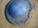 IMG_0250 - cap de meduza