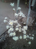 magnoliu  stelat  alb
