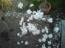 magnoliu stelat alb