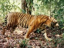 tiger-26