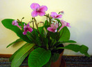 Streptocarpus 2010