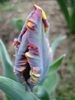 Tulipa Rococo (2010, April 17)